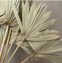 Palm Leaf, Natural Dried (Pack of 10)